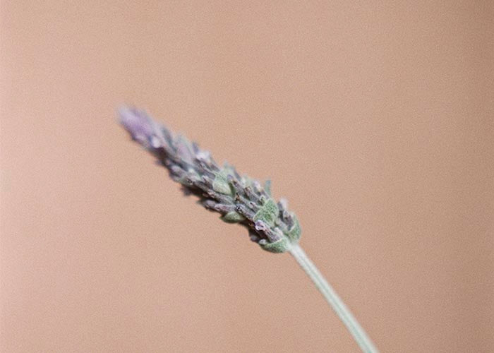 AGUA FLORAL NUTRITIVA