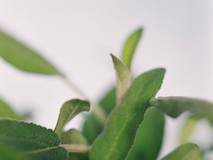 PROPIEDADES DE LA SALVIA