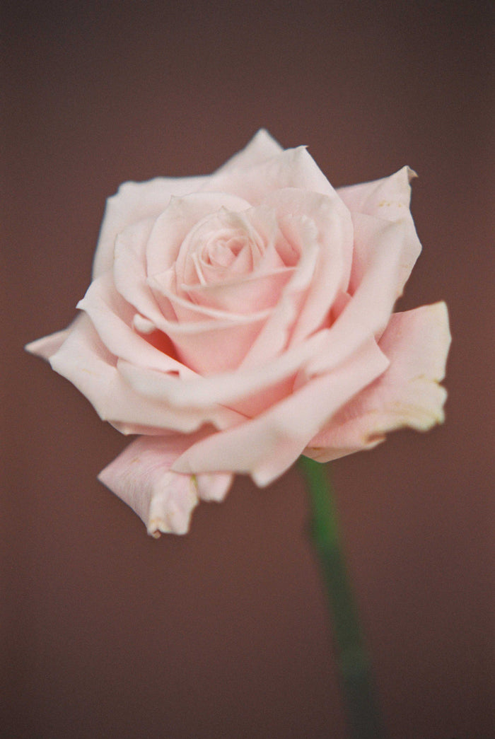 celulas madre vegetales